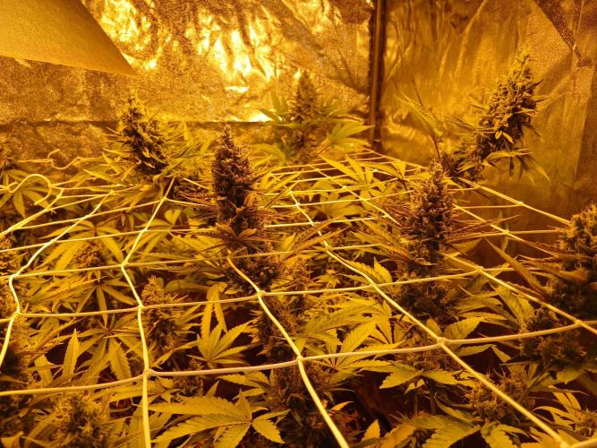 Gipsy Haze. Week 7 - Armlange buds ! Ist Netslest 😉