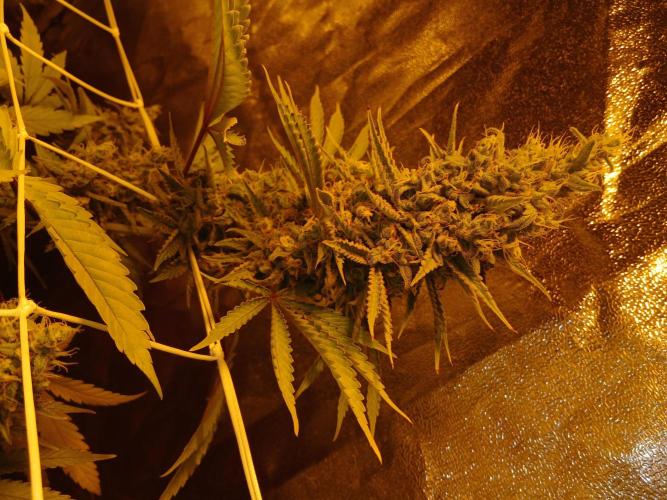 Gipsy Haze. Week 7 - Bin kein Fotograf. 