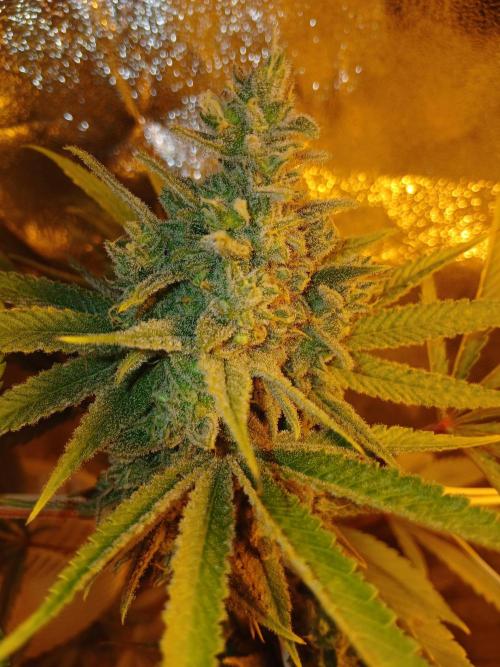 Gipsy Haze. Week 8 - Habe nun angefangen zu flushen. 