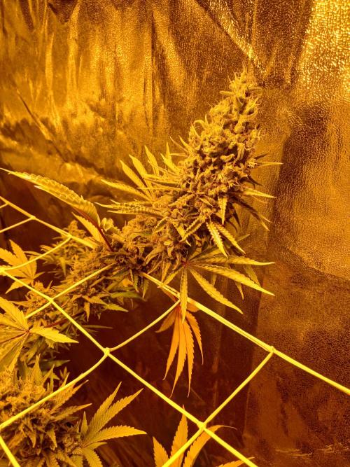 Gipsy Haze. Week 8 - Bald ist Erntezeit :-)