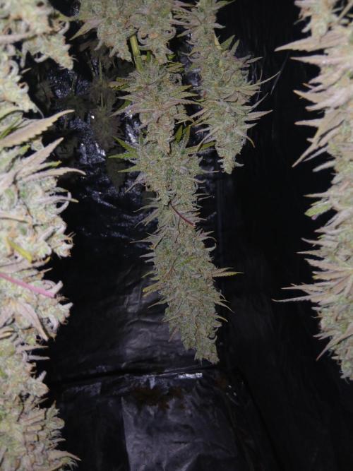 Gipsy Haze. Week 10 - Ziggo Cut 💪