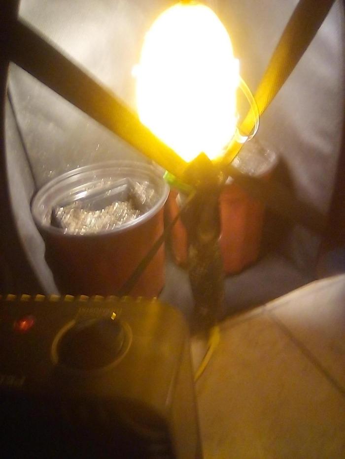 seeds from last grow. Week 0