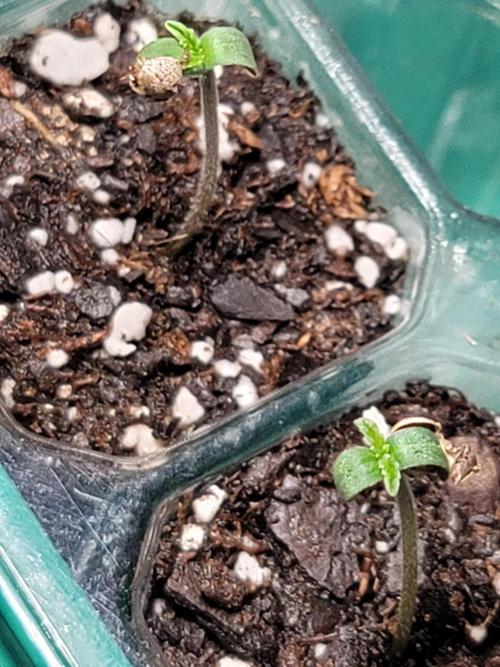 LSD-25 1st run. Week 0 - Sprouting 