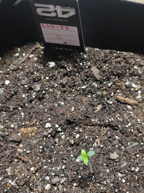 LSD-25 1st run :). Week 0 - All Happy Frog 🐸 lsd 