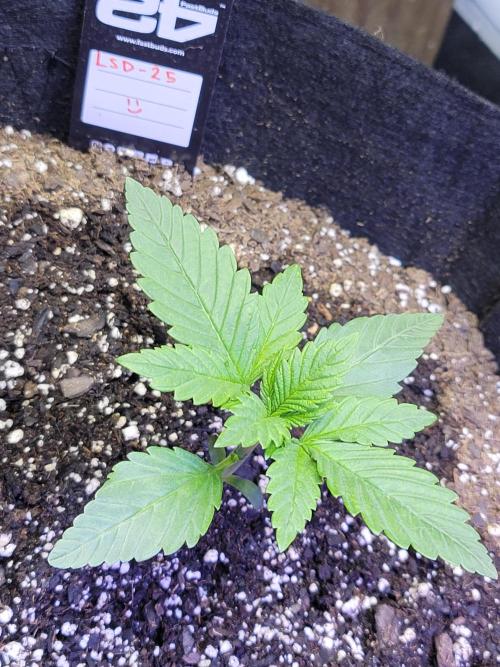 LSD-25 1st run :). Week 2 - Like the nutrients and started to pop up fast + get a thick stem