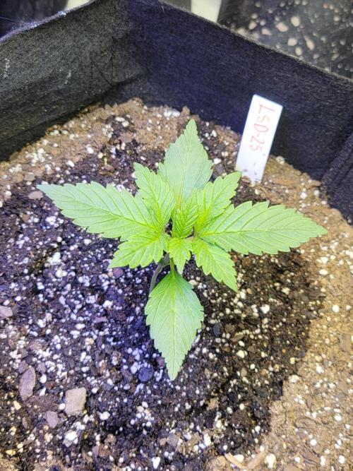 LSD-25 1st run :). Week 2 - Ditto for this girl