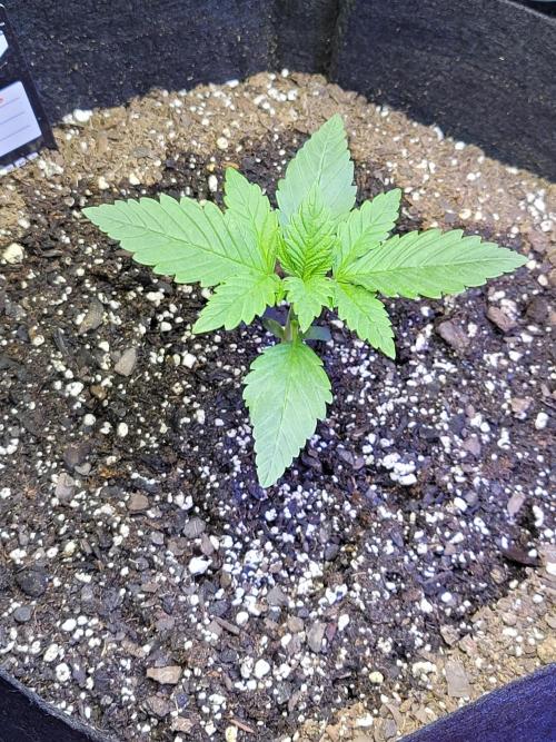 LSD-25 1st run :). Week 2 - Heavy drinker