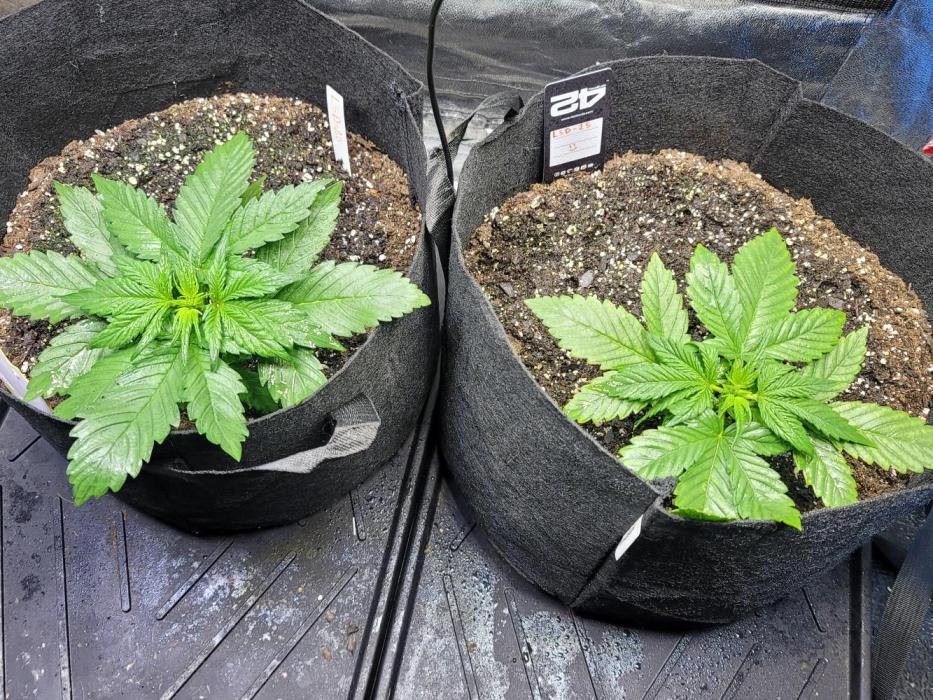 LSD-25 1st run :). Week 3 - A little lst to the side and some nutrients they seem to like it so far