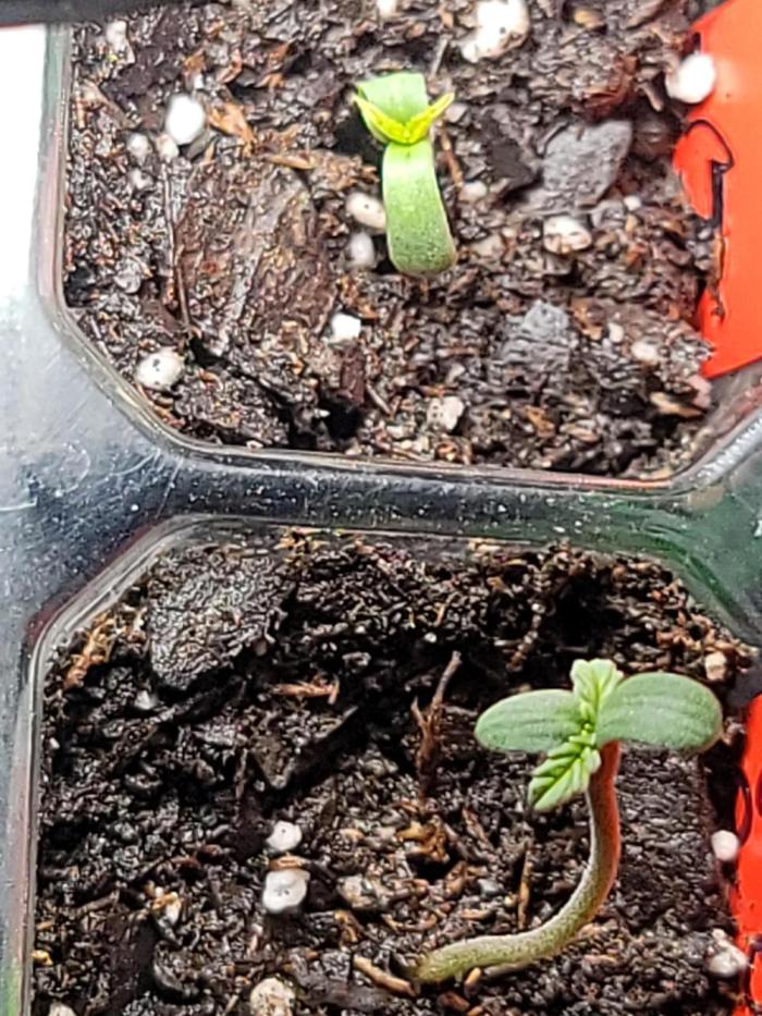 Berry ILL. Week 0 - Cup method then starter tray with happy frog soil on heat mat 80-85 till sprout