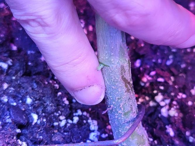 LSD-25 1st run :). Week 4 - Stem about the size of my finger