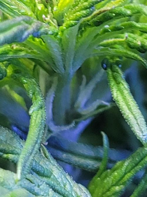 LSD-25 1st run :). Week 4 - Starting to bud