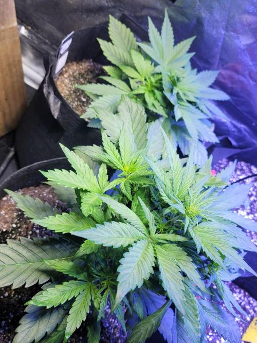 LSD-25 1st run :). Week 4