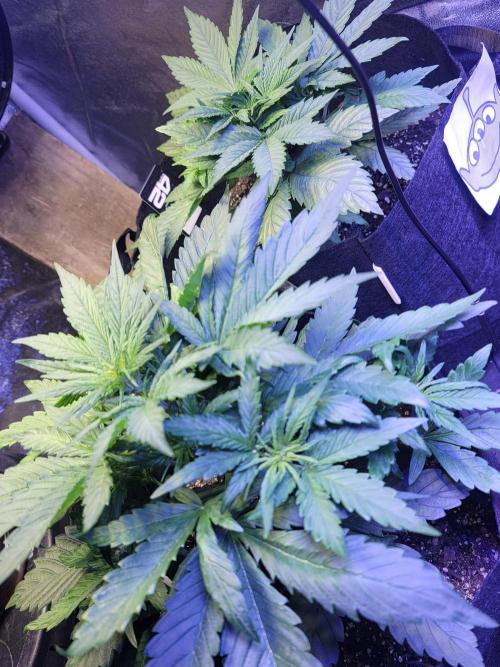 LSD-25 1st run :). Week 4