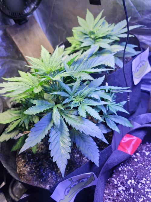 LSD-25 1st run :). Week 4 - Looking lush and green just starting flower