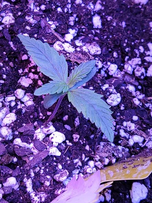 Strawberry 🍓 Gorilla 🦍 🎄. Week 2