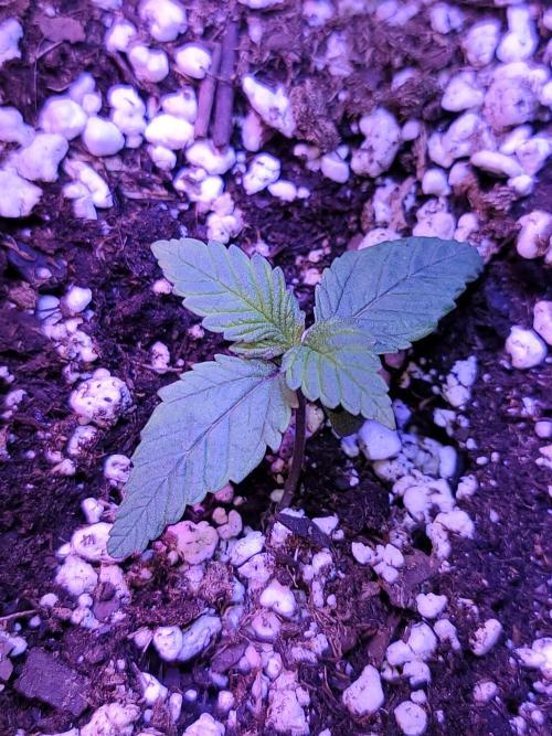 Strawberry 🍓 Gorilla 🦍 🎄. Week 2