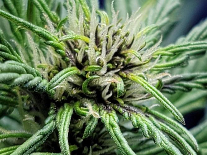 LSD-25 1st run :). Week 5 - Purple already starting 