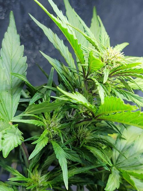 LSD-25 1st run :). Week 5