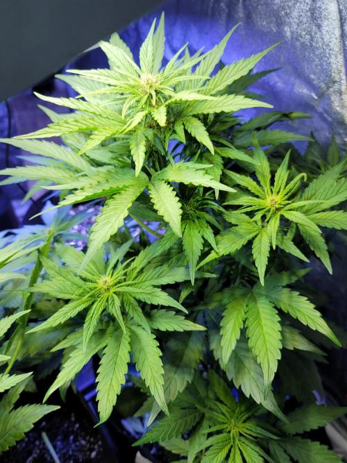 LSD-25 1st run :). Week 5