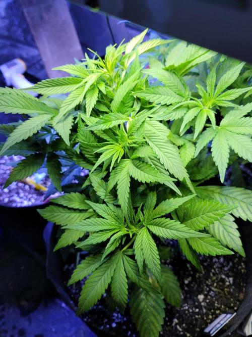 LSD-25 1st run :). Week 5