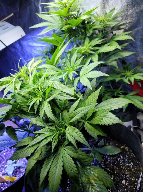 LSD-25 1st run :). Week 5