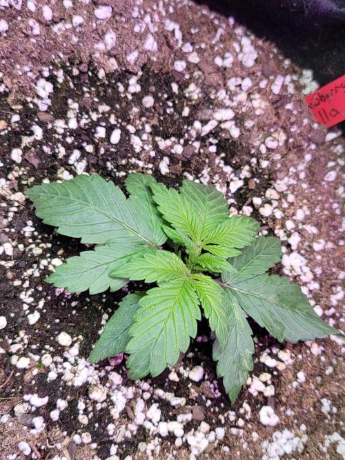 Strawberry 🍓 Gorilla 🦍 🎄. Week 3 - A little more growth