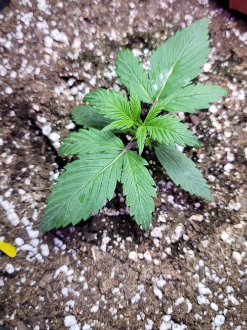 Strawberry 🍓 Gorilla 🦍 🎄. Week 3