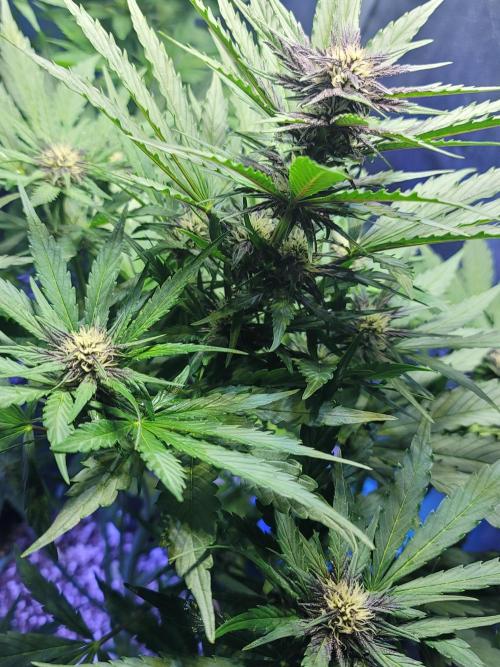 LSD-25 1st run :). Week 6