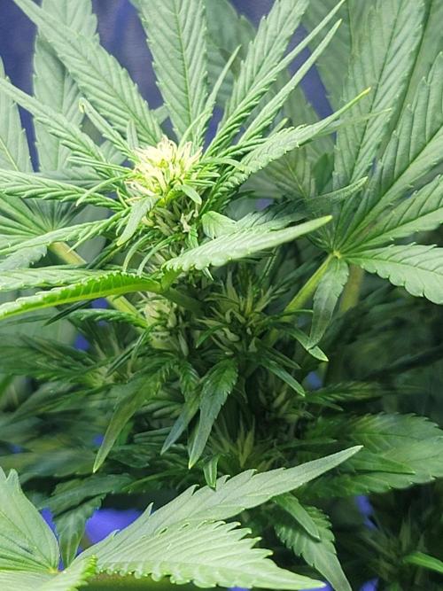 LSD-25 1st run :). Week 6