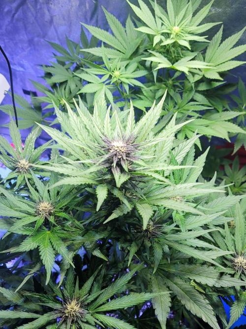 LSD-25 1st run :). Week 6