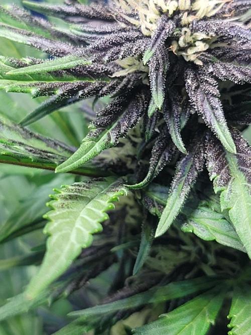 LSD-25 1st run :). Week 6 - Super purp