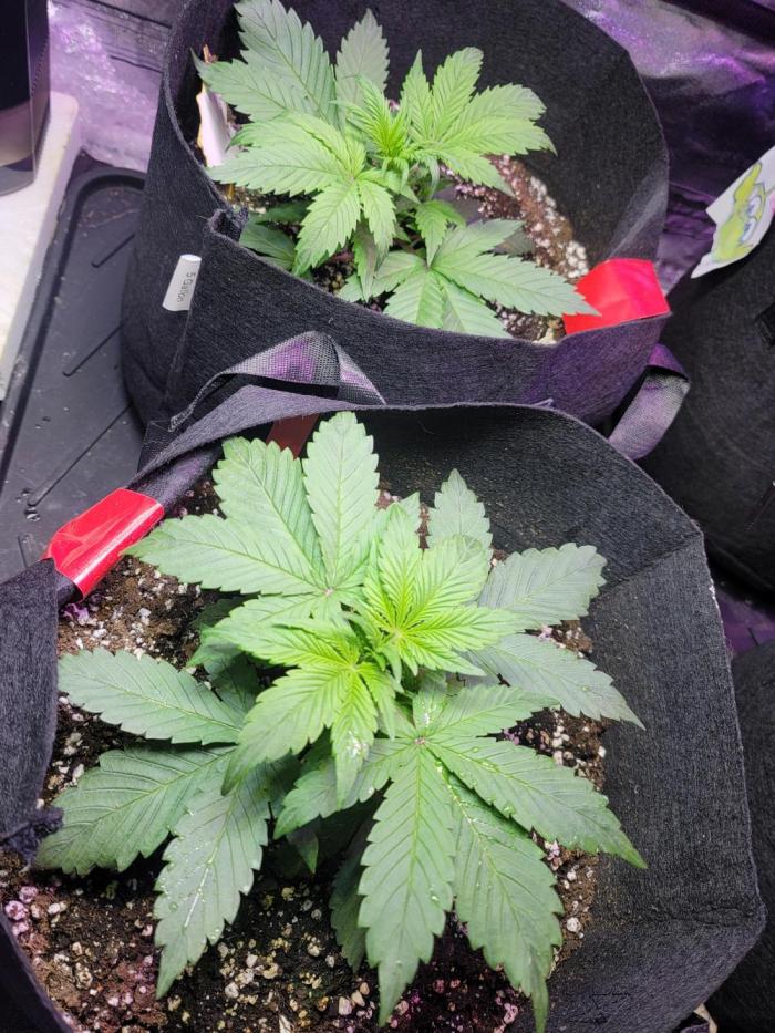 Strawberry 🍓 Gorilla 🦍 🎄. Week 4