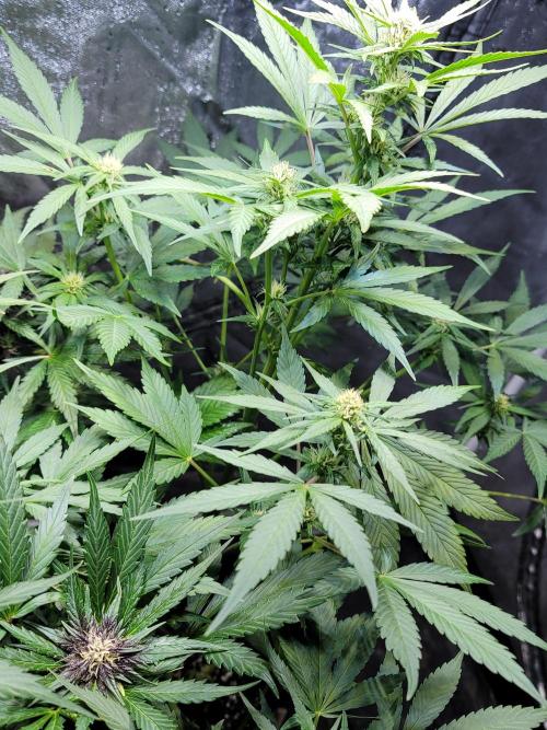 LSD-25 1st run :). Week 7