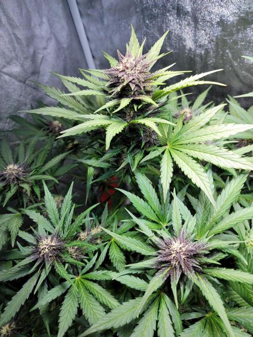 LSD-25 1st run :). Week 7