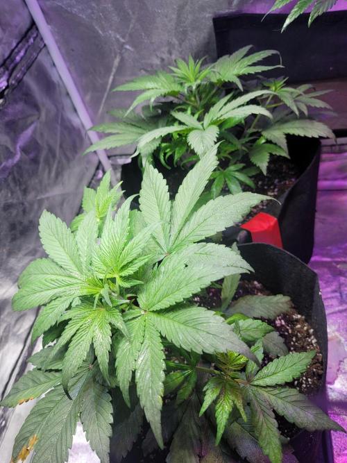 Strawberry 🍓 Gorilla 🦍 🎄. Week 5