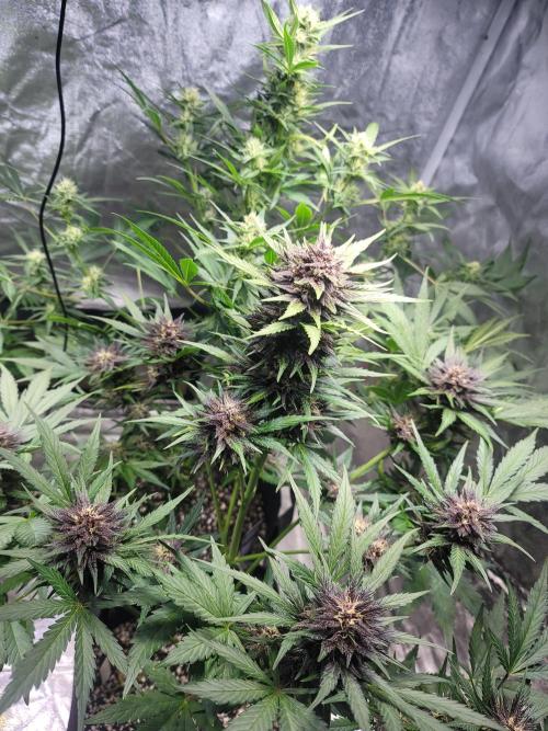 LSD-25 1st run :). Week 8