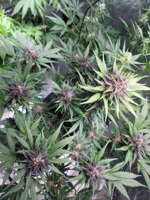 LSD-25 1st run :). Week 8