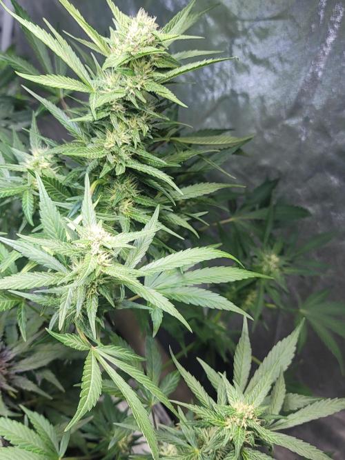 LSD-25 1st run :). Week 8