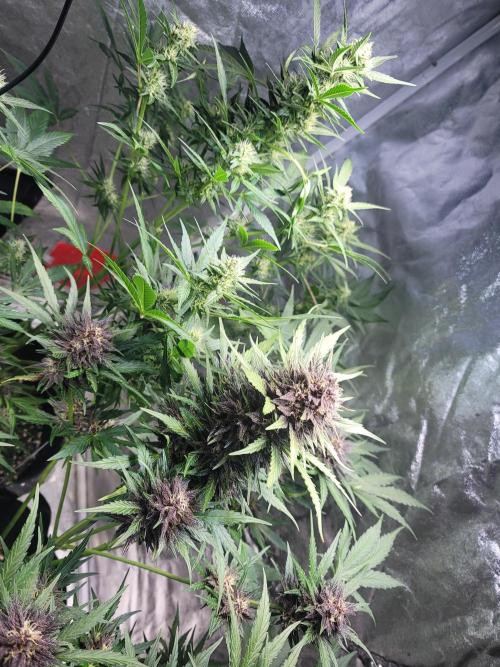 LSD-25 1st run :). Week 8