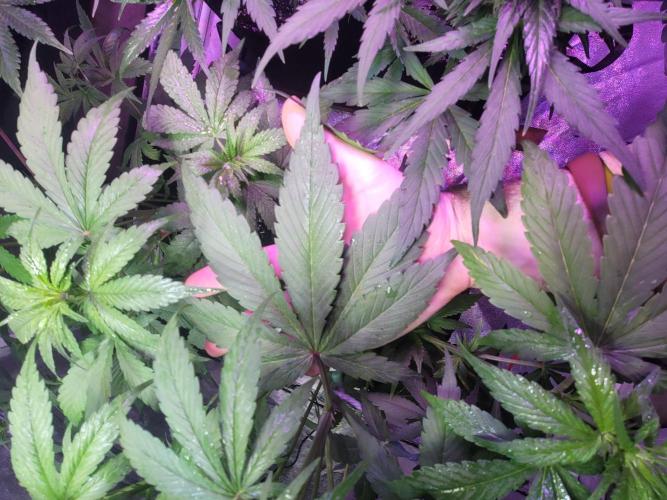 Strawberry 🍓 Gorilla 🦍 🎄. Week 6