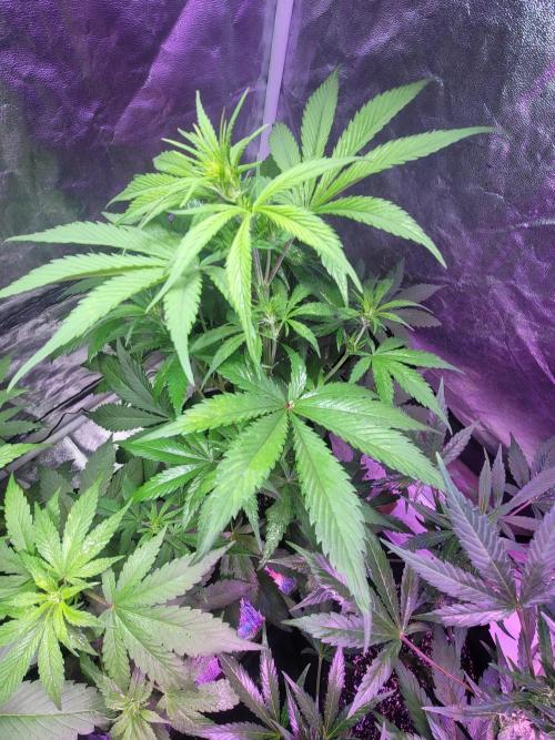 Strawberry 🍓 Gorilla 🦍 🎄. Week 6