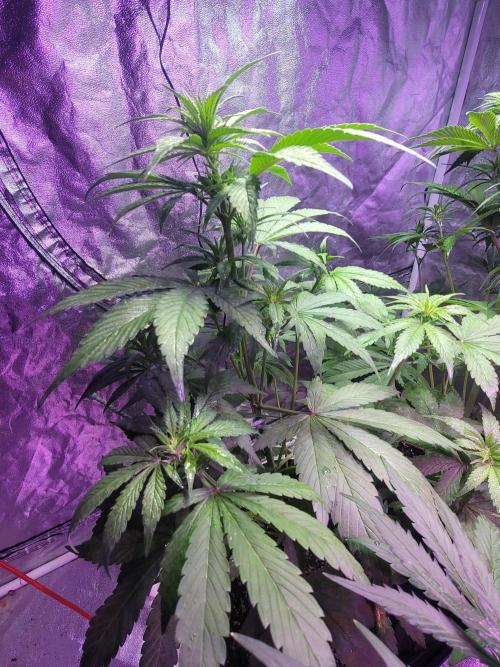 Strawberry 🍓 Gorilla 🦍 🎄. Week 6