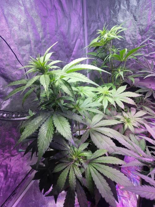 Strawberry 🍓 Gorilla 🦍 🎄. Week 6