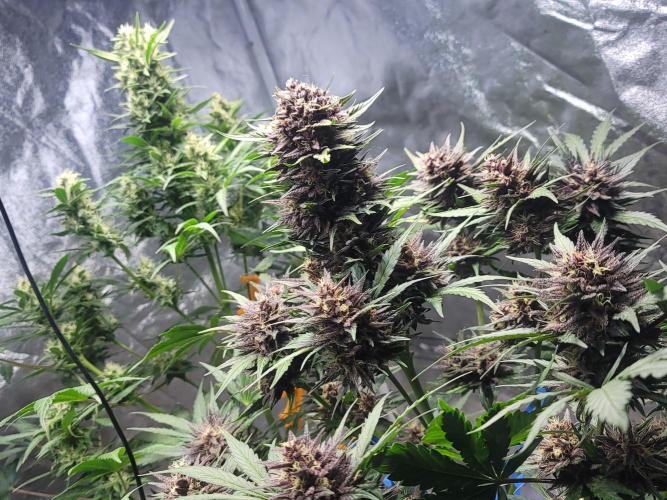 LSD-25 1st run :). Week 9