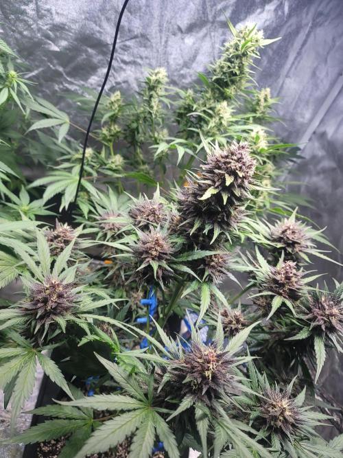 LSD-25 1st run :). Week 9