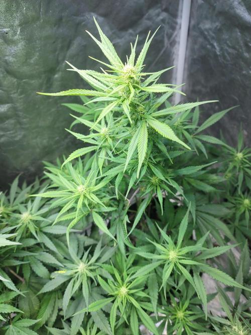 Strawberry 🍓 Gorilla 🦍 🎄. Week 7