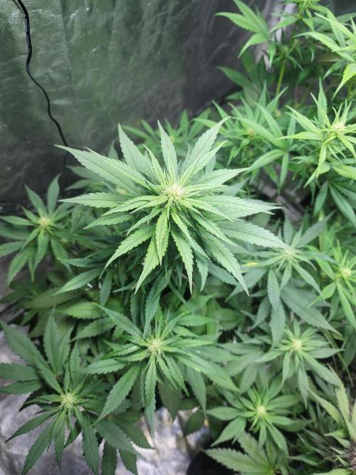 Strawberry 🍓 Gorilla 🦍 🎄. Week 7