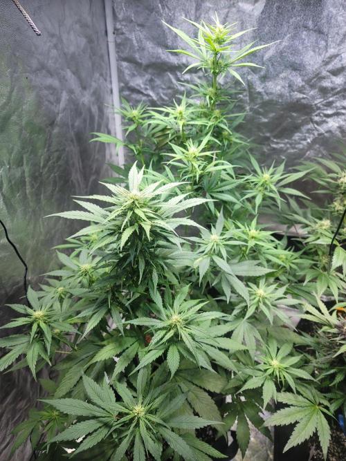 Strawberry 🍓 Gorilla 🦍 🎄. Week 7