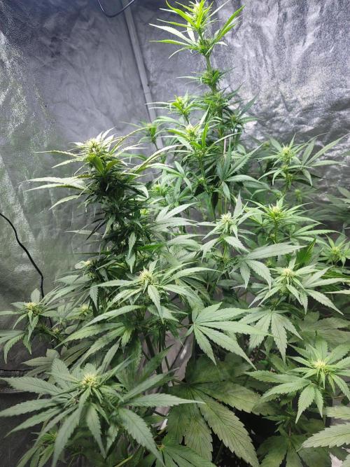 Strawberry 🍓 Gorilla 🦍 🎄. Week 7