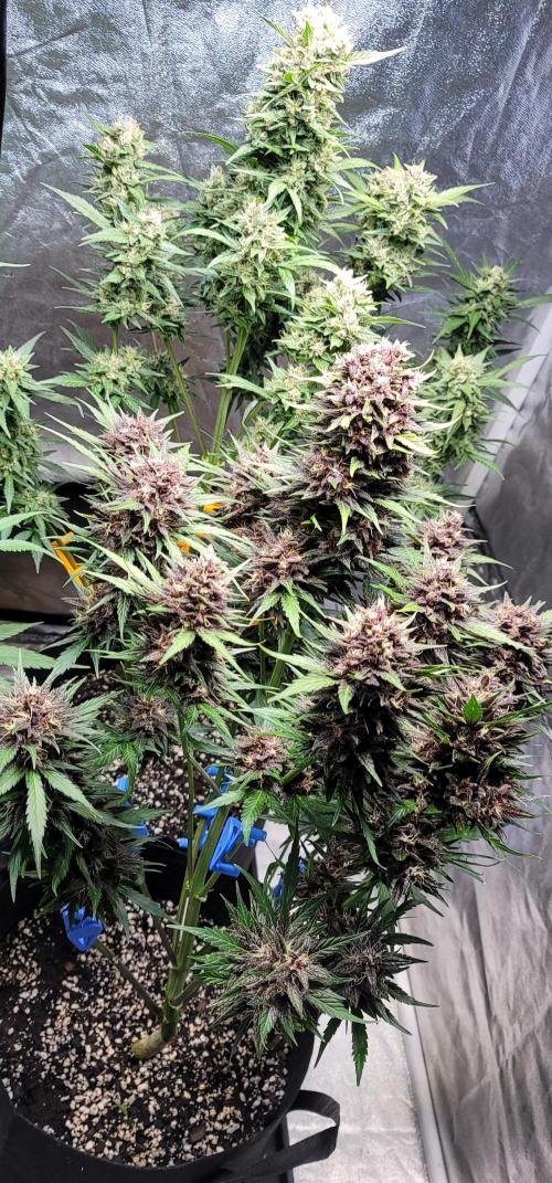 LSD-25 1st run :). Week 10